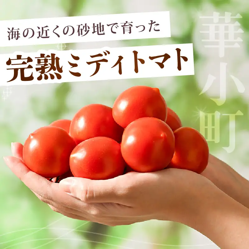 先行予約 完熟ミディトマト 2kg 中玉トマト 2026年6月上旬以降順次発送予定 [A-22102]