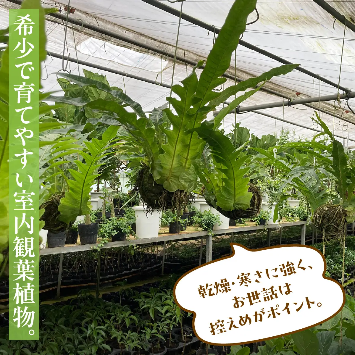 【先行予約・3月上旬～下旬発送】アグラオモルファ（CGT） SMCY001
