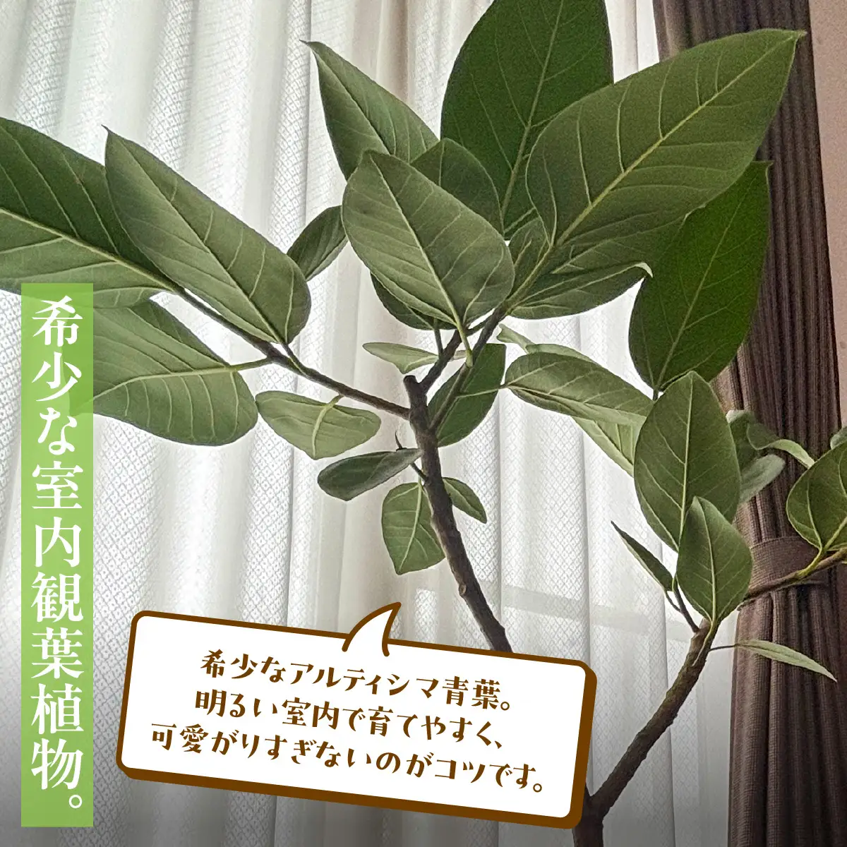 【先行予約・3月上旬～下旬発送】アルティシマＴＧ（青葉）８寸 SMCY002