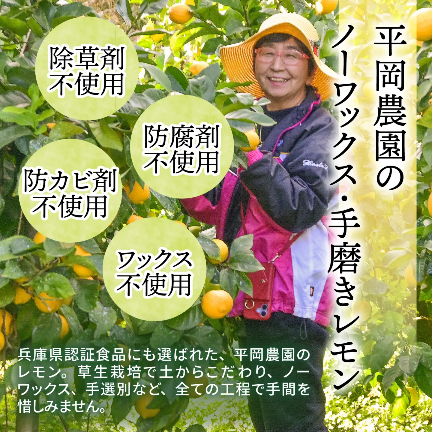 淡路島・平岡農園 黄金レモン蜜原液 レモネードシロップ / レモン