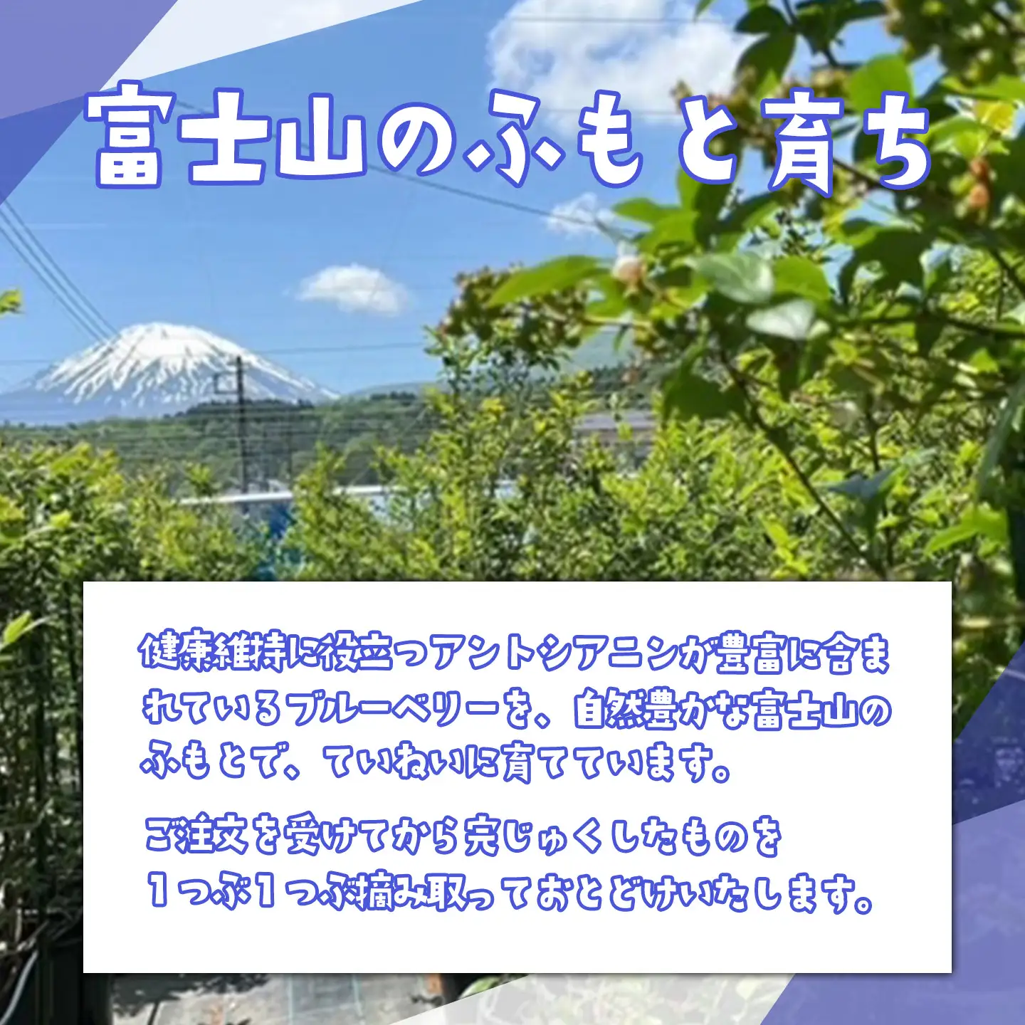 摘みたてブルーベリー 100g×6P 先行予約 ベリー