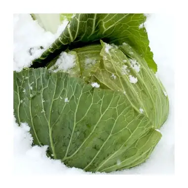 【先行予約】雪下キャベツ（2～3玉入/1箱 約5kg） | ブランド野菜 甘み 旨み 産地直送 福島県 猪苗代町 寄附額 10000 10000円 1万円 以下 以内 ※2027年1月～発送