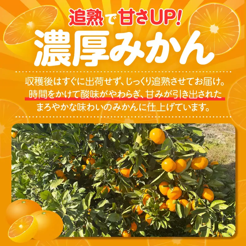 【先行予約】【2026年12月発送】【訳あり】不揃いみかん・10kg×1箱