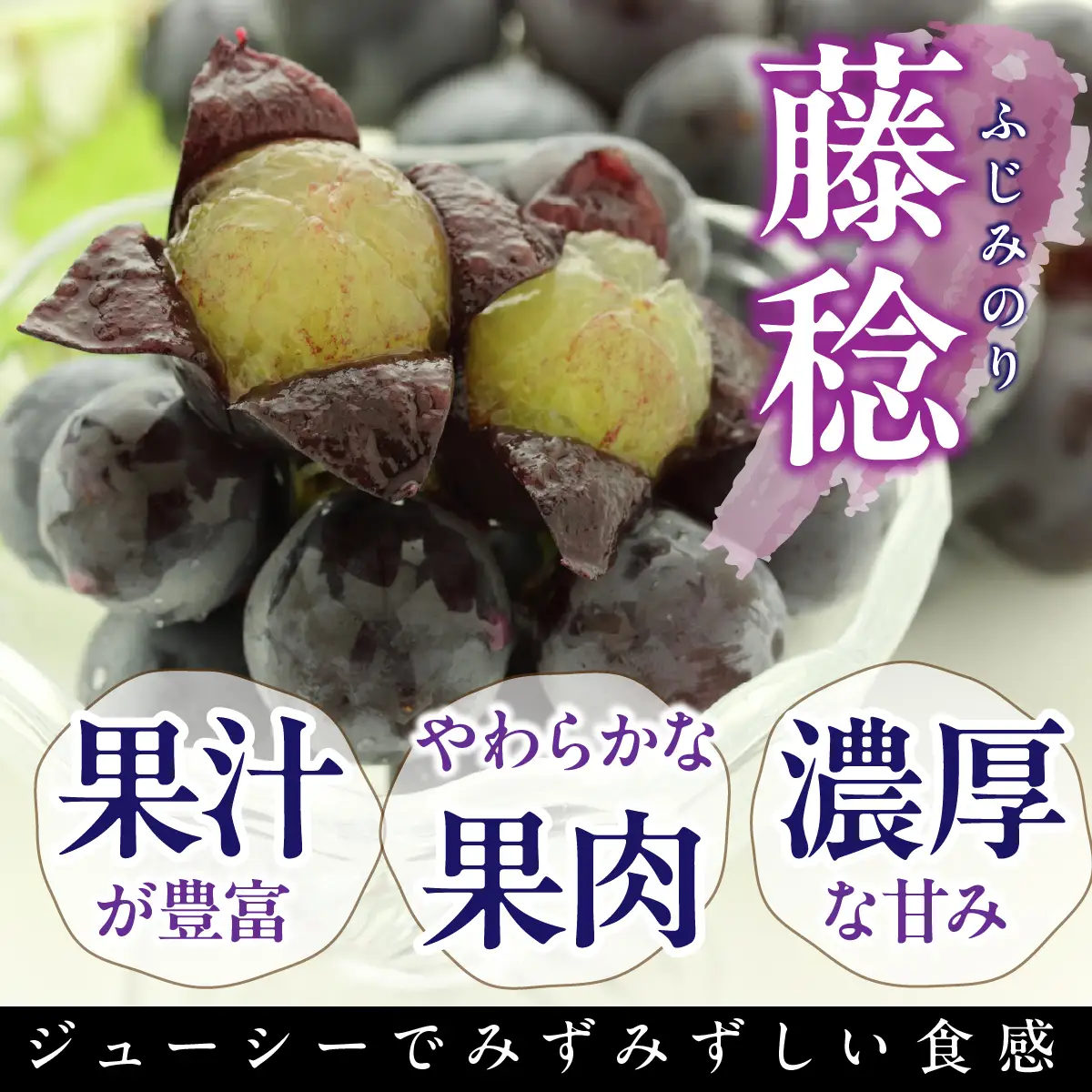 ＜2026年発送★先行予約＞【鈴木ぶどう園】山梨県南アルプス市産 藤稔　約1.2kg(600ｇ×2房) ALPGF002
