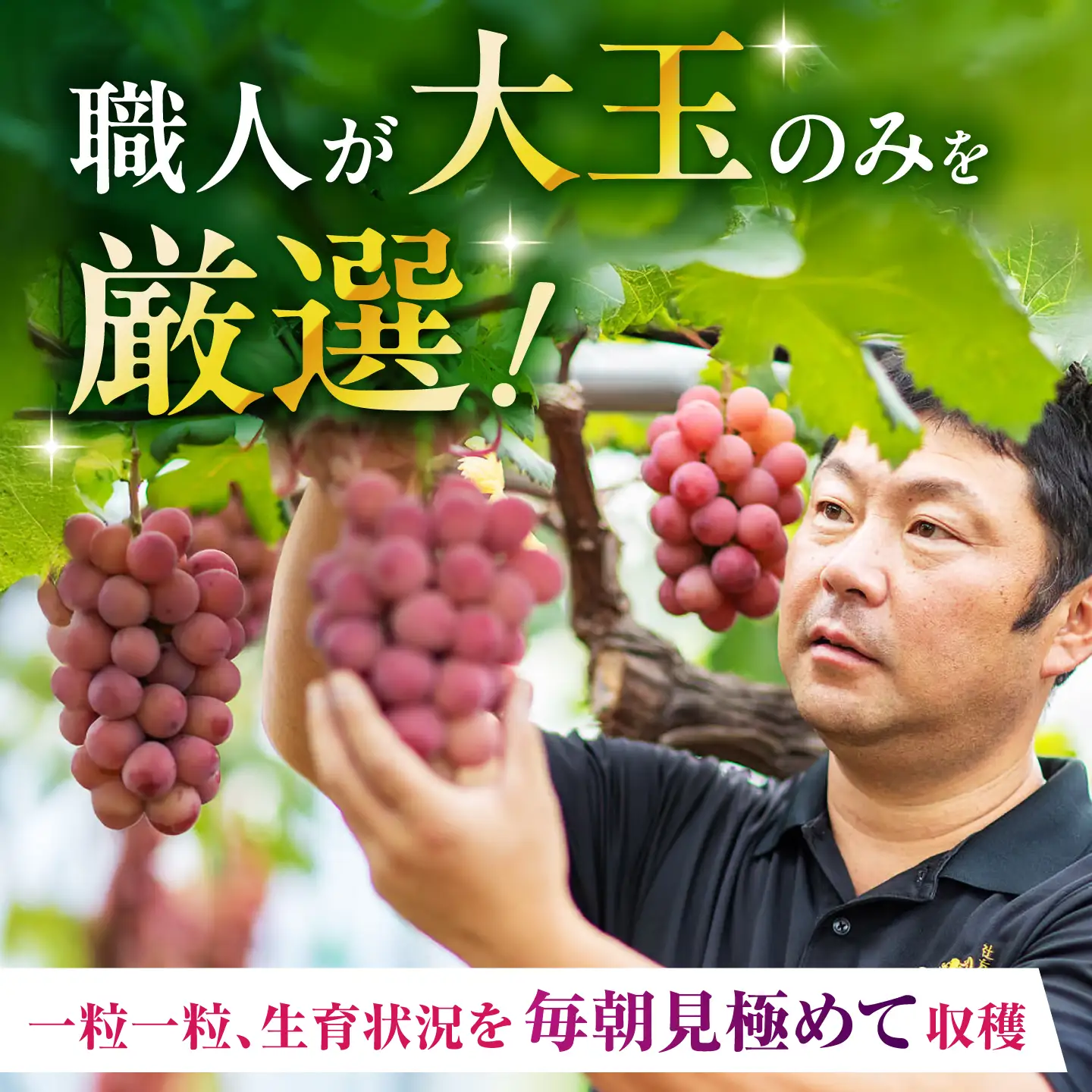 山鹿ジュエル 36粒 ぶどう クイーンニーナ シャインマスカット 高級 贈答用 贈り物 ギフト 熊本県産 熊本 山鹿【合同会社 社方園】[ZBZ054]