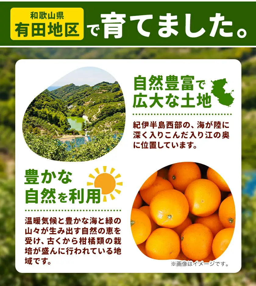オレンジ ご家庭用 清見オレンジ約5kg