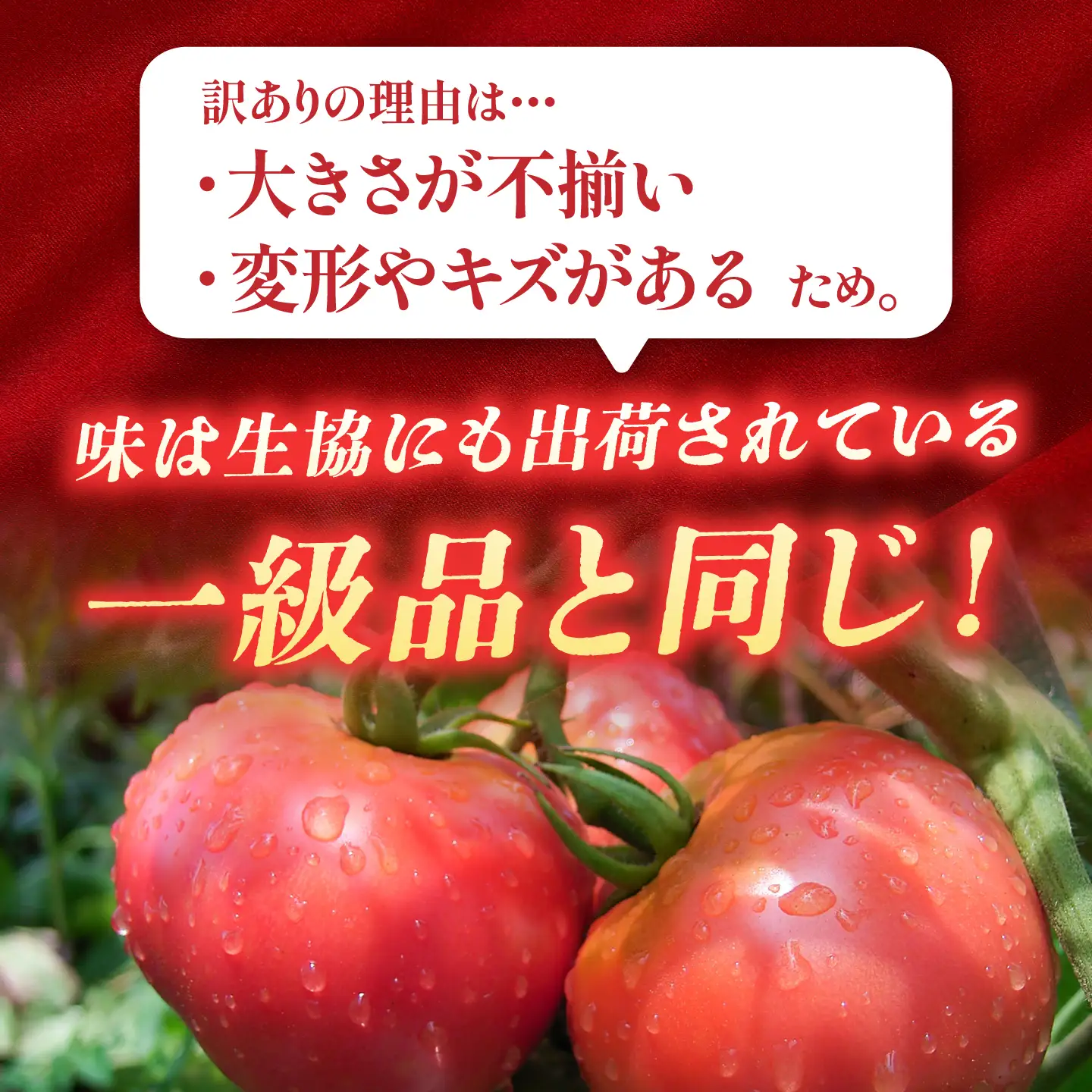【訳あり】 トマト 約2キロ / とまと 野菜 果物 訳アリ 恵那市 / 馥郁農園[AUCK013]