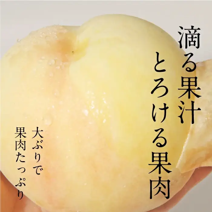 岡山白桃 清水白桃 特秀品 1.5kg前後 4-6玉 糖度センサー 糖度12度 momo46 【配送不可地域：北海道／沖縄県／離島】 【jujy073-01】