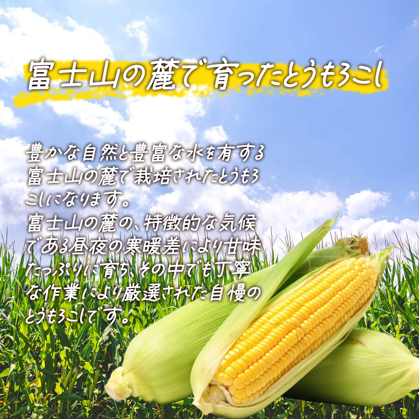 朝採りとうもろこし 10㎏ 先行予約 とうもろこし