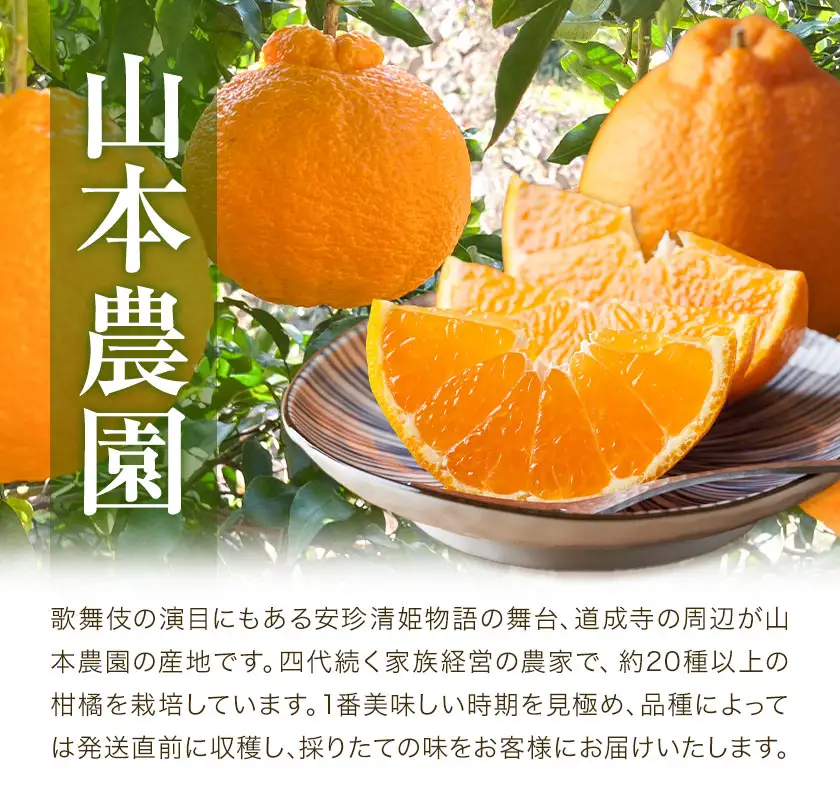 せとか&不知火の味くらべ 約5kg