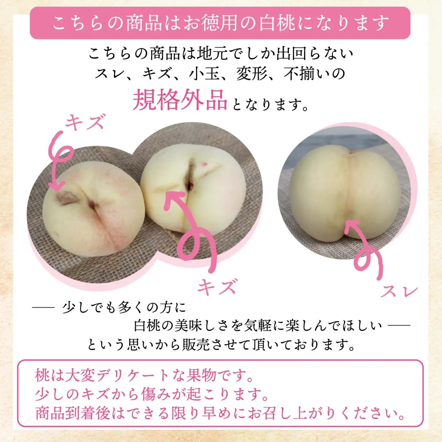 岡山白桃 ご自宅用お試しサイズ 1.4kg前後 momo51 【配送不可地域：北海道／沖縄県／離島】 【jujy086-01】