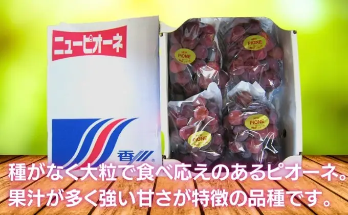 【2026年8月上旬から順次発送】 ピオーネ 約2kg 3-6房入