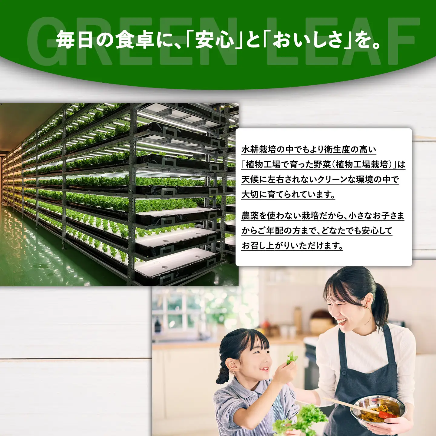 【無農薬】グリーンリーフレタス 500g（約250g×2P）レタス