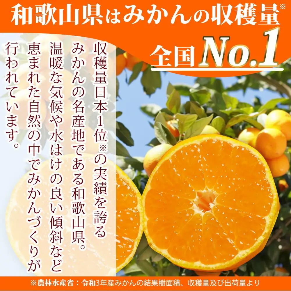 G7341_F_【ふるなび限定】【2026年先行予約】高級ブランド 田村みかん 約10kg