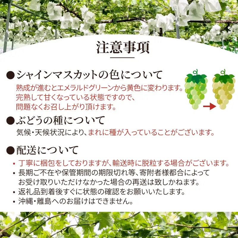 シャインマスカット 2房セット 計900g以上 種なし 皮ごと 新鮮 芳醇 青果 果物 フルーツ 旬 ギフト 贈り物 期間限定 8月下旬～9月中旬発送 富士石川農園 静岡県 富士市 【配送不可地域：沖縄・離島】 [sf001-375]