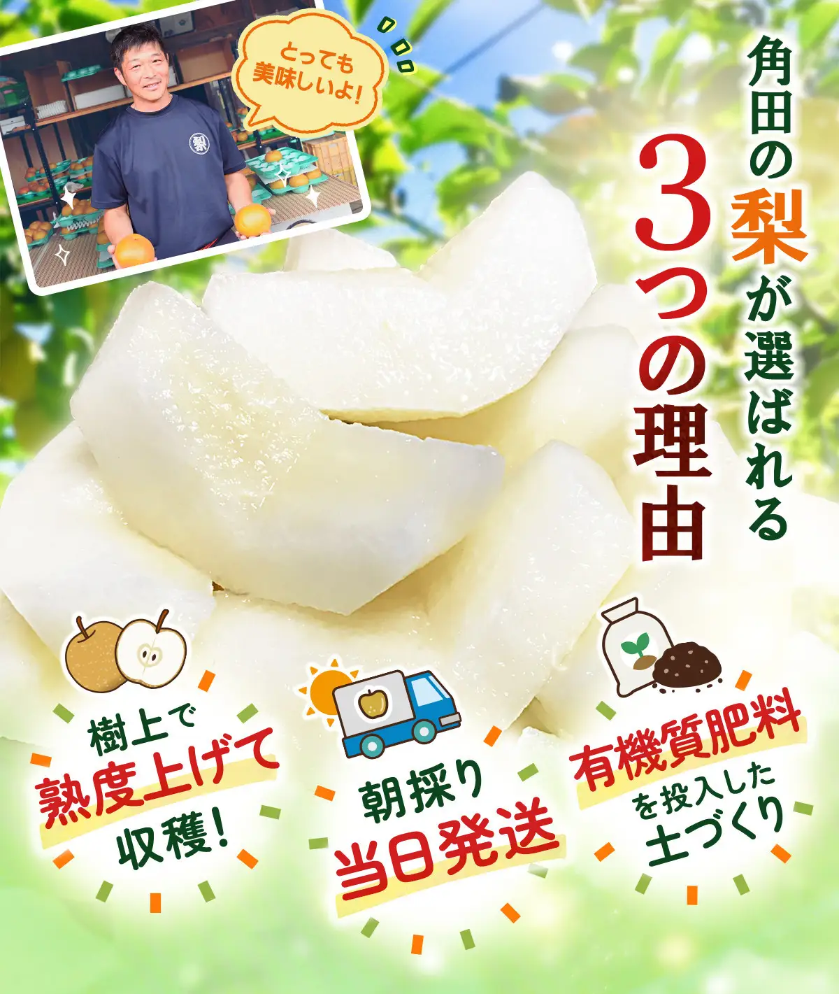 【2026年先行予約／訳あり】【馬場果樹園】品種おまかせ 旬の和梨 約5kg 8月中旬～順次発送
