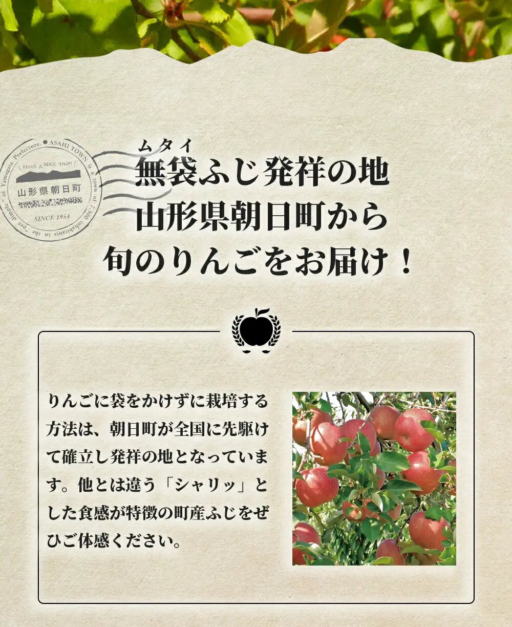 りんご 朝日町産【 ご家庭用 訳あり 】 ふじりんご 3kg 【11月中旬～12月中旬発送】サンふじ ふじ リンゴ 林檎