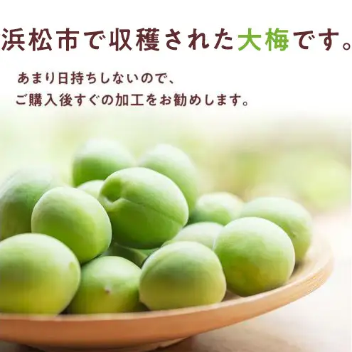 【6月上旬より順次発送】静岡県浜松市産 大梅 約4kg 梅 うめ シロップ 梅酒 粒が大きい 青梅 カリカリ梅 南高梅 静岡 浜松市 