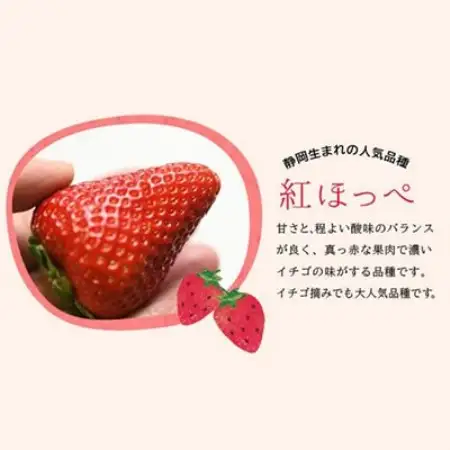 【2027年発送　先行受付】静岡県産いちご「厳選紅ほっぺ」4パック　約1.2kg【配送不可地域：離島・北海道・沖縄県・東北・中国・四国・九州】【1689359】