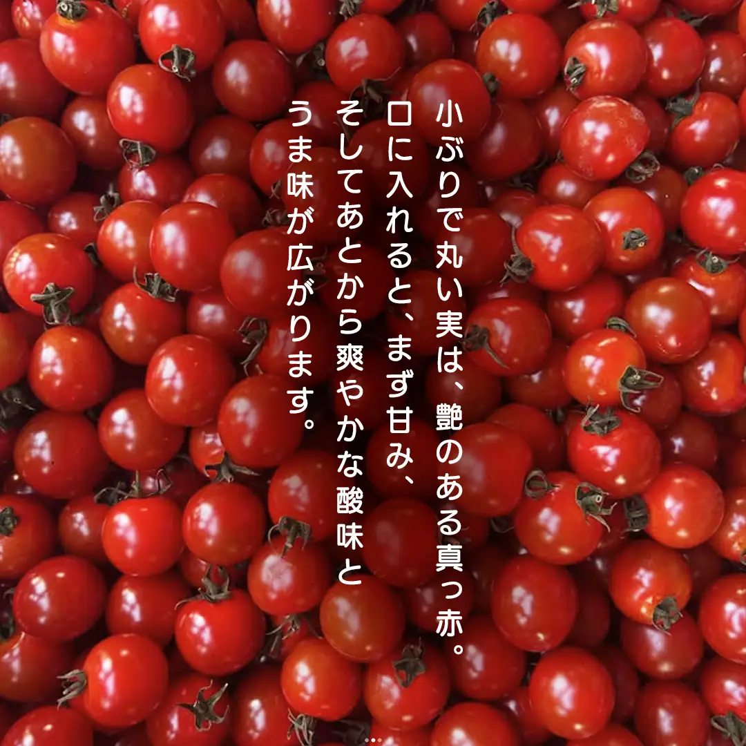 ミニトマト ネネ 1kg (FF002)