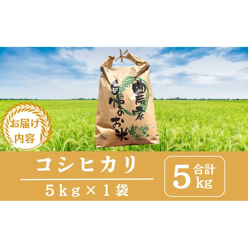 【先行予約】無洗米令和8年産 コシヒカリ 5kg 【 お米 米 コメ 精米 南丹市 】