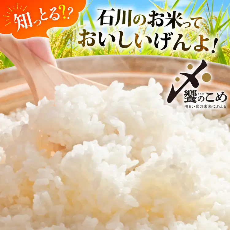【ふるなび限定】 米 定期便 石川米 こしひかり 10kg 12回 FN-Limited-SP