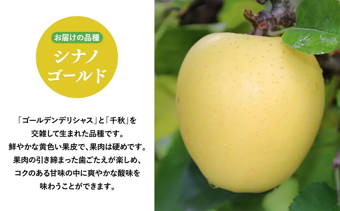【2026年5～6月発送】家庭用シナノゴールド3kg【そと川りんご園】[hi-0053-086]
