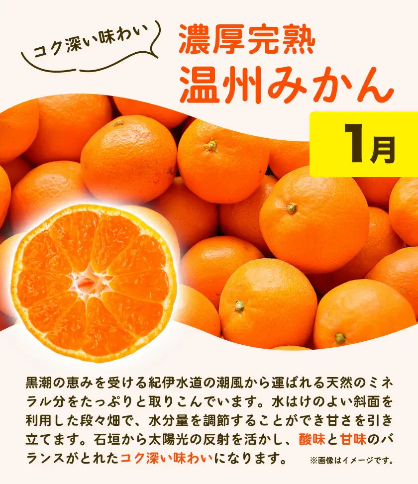 紀州 和歌山産 旬の ご家庭用 柑橘 セット M (みかん 不知火 清見)【全３回】 株式会社魚鶴