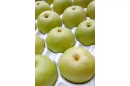 【期間限定】たにがみ農園の二十世紀梨 5キロ箱　(鳥取県産)