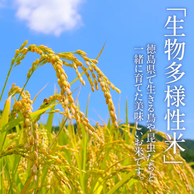【令和7年産】玄米 10kg コシヒカリ 令和7年産 米 こめ ご飯 ごはん おにぎり 卵かけご飯 白米 栽培期間中農薬不使用 食品 備蓄 備蓄米 保存 防災 ギフト 贈答 プレゼント お取り寄せ グルメ 送料無料 徳島県