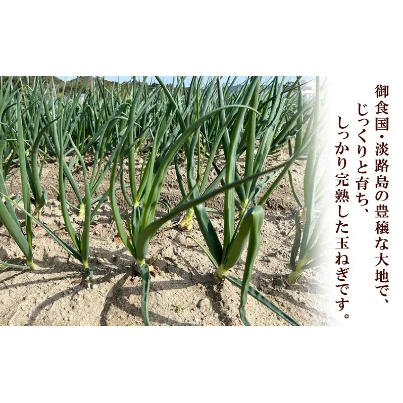 淡路島産たまねぎ　3kg 兵庫県 洲本市 淡路島