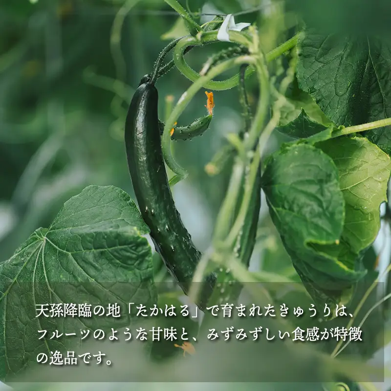 宮崎県高原町産きゅうり5kg（45～60本）　[国産 九州産 サラダ お料理 ワンストップオンライン 10000円]  TF0906-P00082