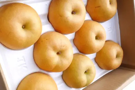【期間限定】たにがみ農園の新甘泉 2.5キロ箱　(鳥取県産)