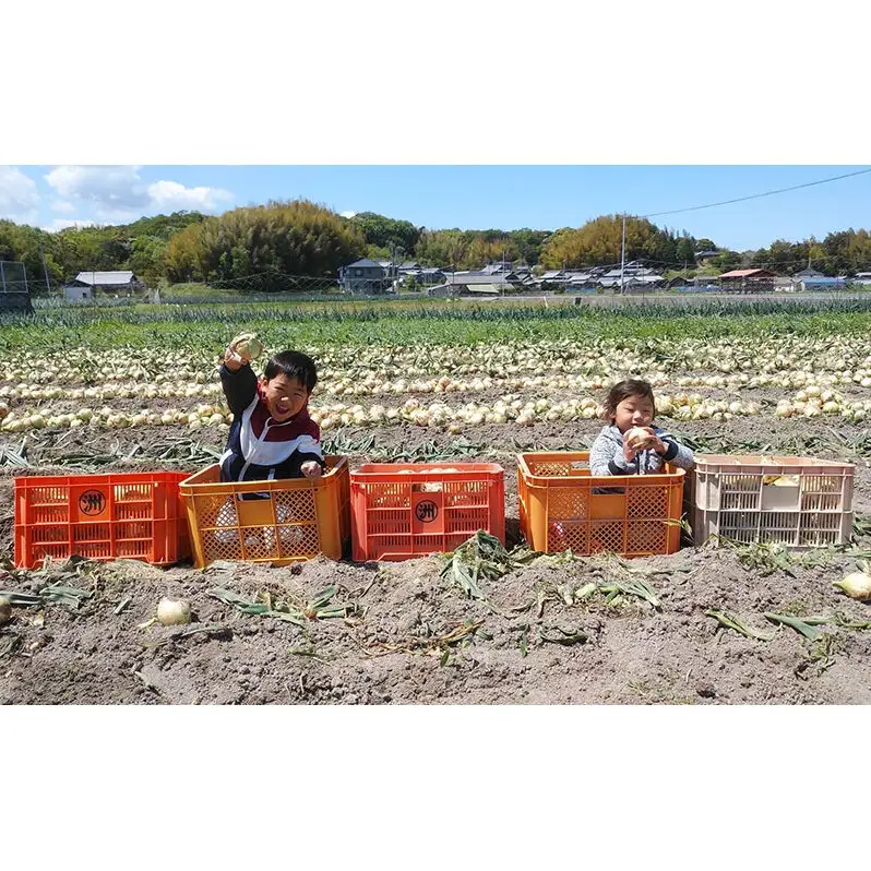 淡路島産玉ねぎ　10kg　たまねぎ タマネギ 玉葱 吊り玉 秀品 野菜 新鮮 長持ち カレー シチュー バーベキュー スープ 兵庫県 洲本市 淡路島
