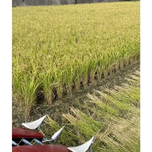 淡路島産キヌヒカリ 10kg(5kg×2)　米 コメ おこめ 精米 ごはん ライス 弁当 おにぎり 兵庫県 洲本市 淡路島