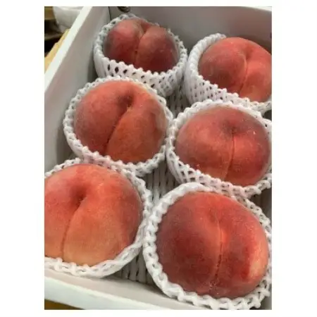 田中さんの白桃1.5kg | 樹上完熟にこだわった長野県中野市の桃です。【配送不可地域：離島】【1725115】