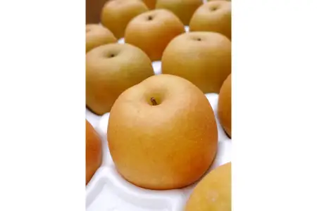 【期間限定】たにがみ農園の新甘泉 5キロ箱　(鳥取県産)