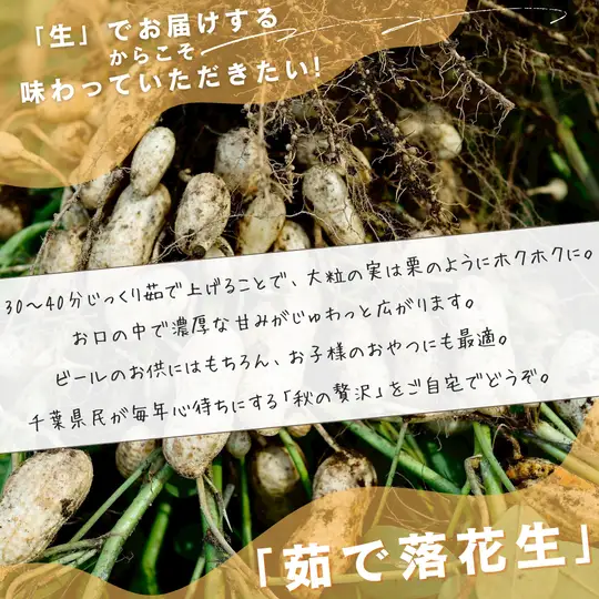 落花生　おおまさり（生） 2kg
