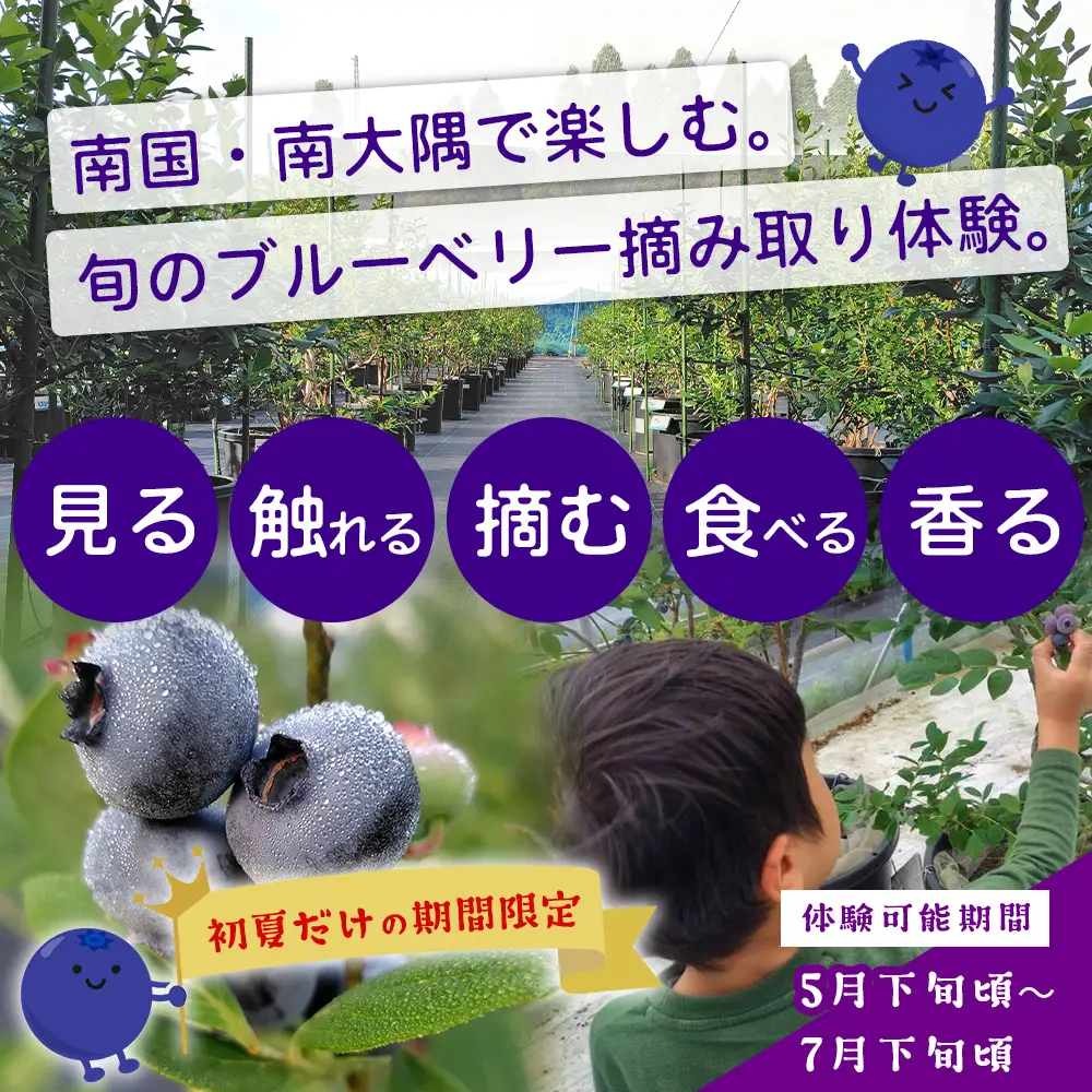 鹿児島県の南国！南大隅町の農園で、ブルーベリー摘み取り体験♪ ブルーベリー摘み取り体験チケット （60分食べ放題） ≪大人1名様分≫ BO-3｜鹿児島県 南大隅町 農園 収穫体験 果物 ブルーベリー チケット 体験 本土最南端