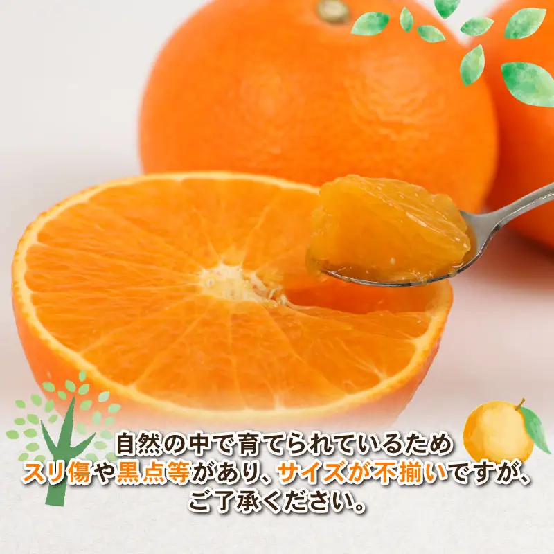 訳あり 愛果28号 約4kg Shirai.agrifarm 先行予約 B015-115013
