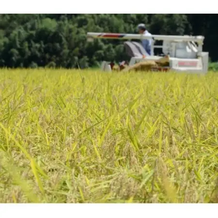 【令和7年産米】千葉県いすみ市産　有機JAS認証コシヒカリ『いすみっこ』　精米4Kg(2Kg×2袋)【1720079】