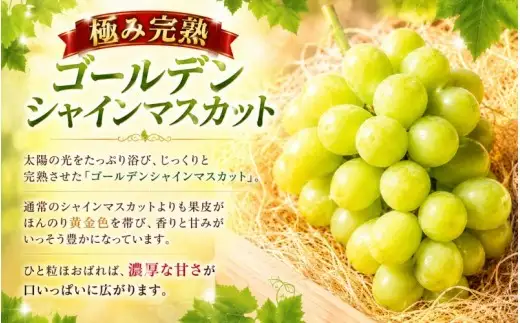 ゴールデン シャインマスカット【2026年先行予約】除草剤不使用 極み完熟 1kg以上(2~3房) ご家庭用   ぶどう シャインマスカット マスカット しゃいんますかっと 葡萄 くだもの 果物 農家直送 新鮮 種なし 皮ごと 岡山県 真庭市 【koko017】