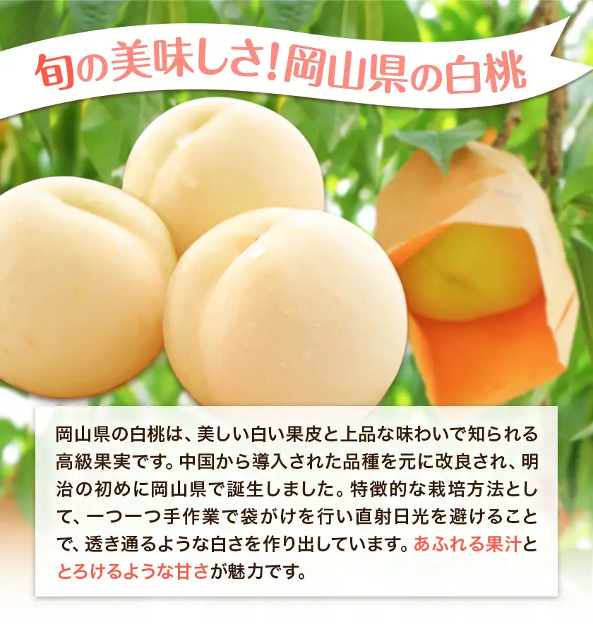 桃 岡山県の旬の白桃 約1kg 花田青果株式会社 もも
