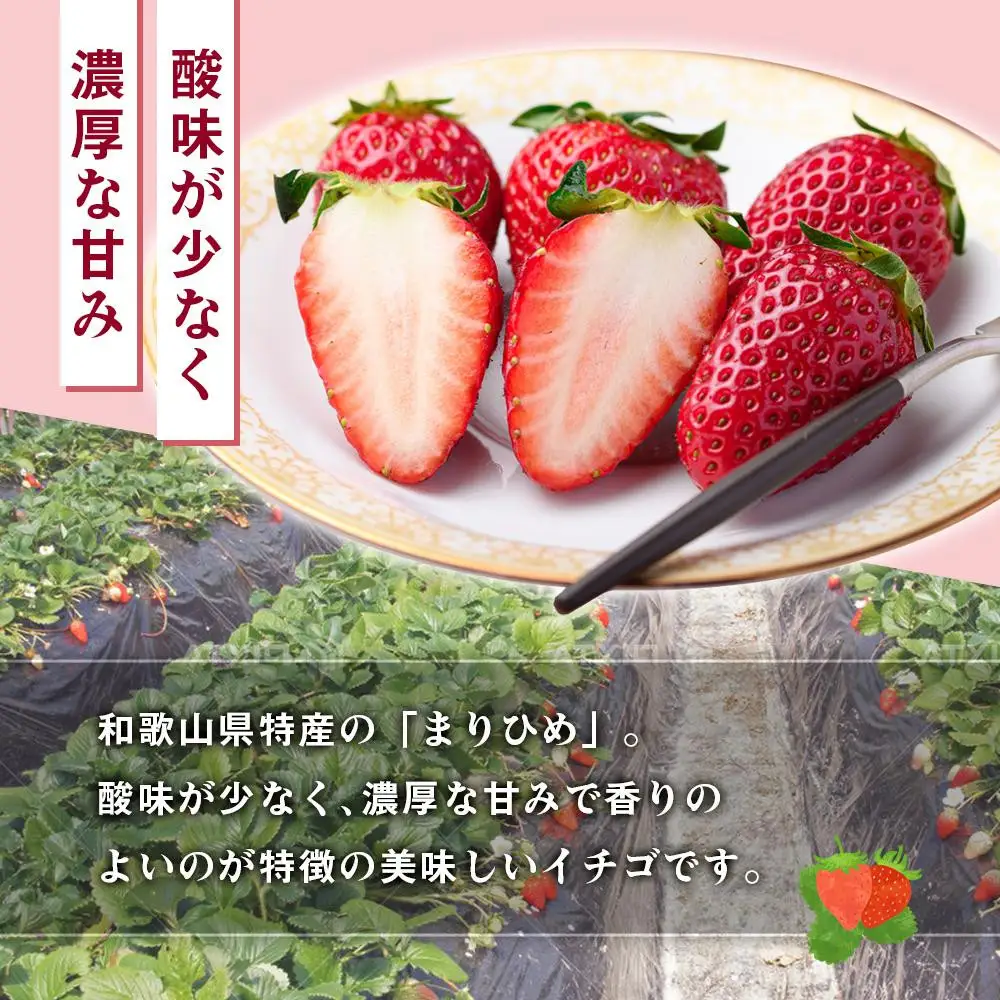 [先行予約] 和歌山県 オリジナル まりひめ イチゴ 2パック入り（3L～L寸）