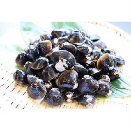 【北海道小清水町】トウフツ湖　大粒しじみ貝400g(砂出し済)【配送不可地域：離島】【1739469】