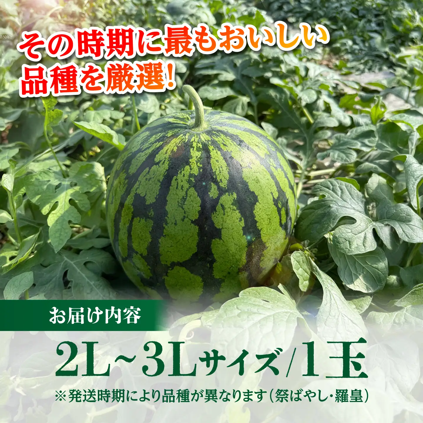 大玉スイカ 7～8kg（2L～3L） すいか 大玉 フルーツ 野菜 果物 山鹿市 【山下農園】[ZGA001]