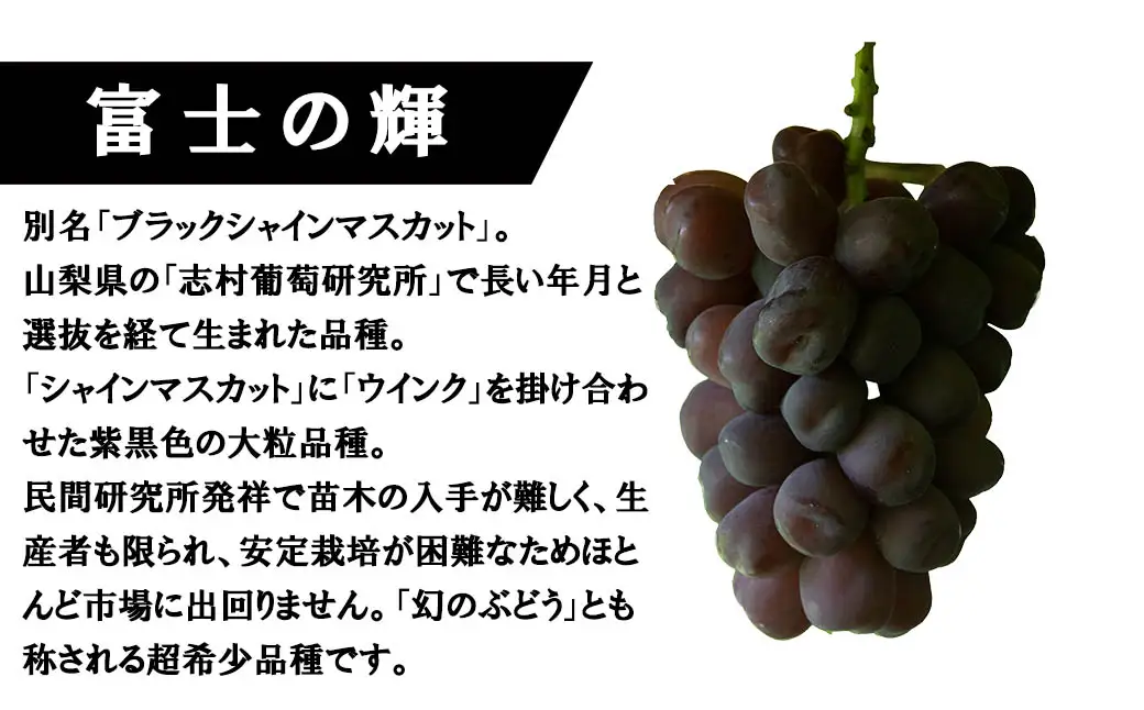《超希少品種！》上級品をお得に　【富士の輝】　1.0kg以上（2～3房）　 【2026年発送分 先行予約】- FUJIKAWA GRAPES