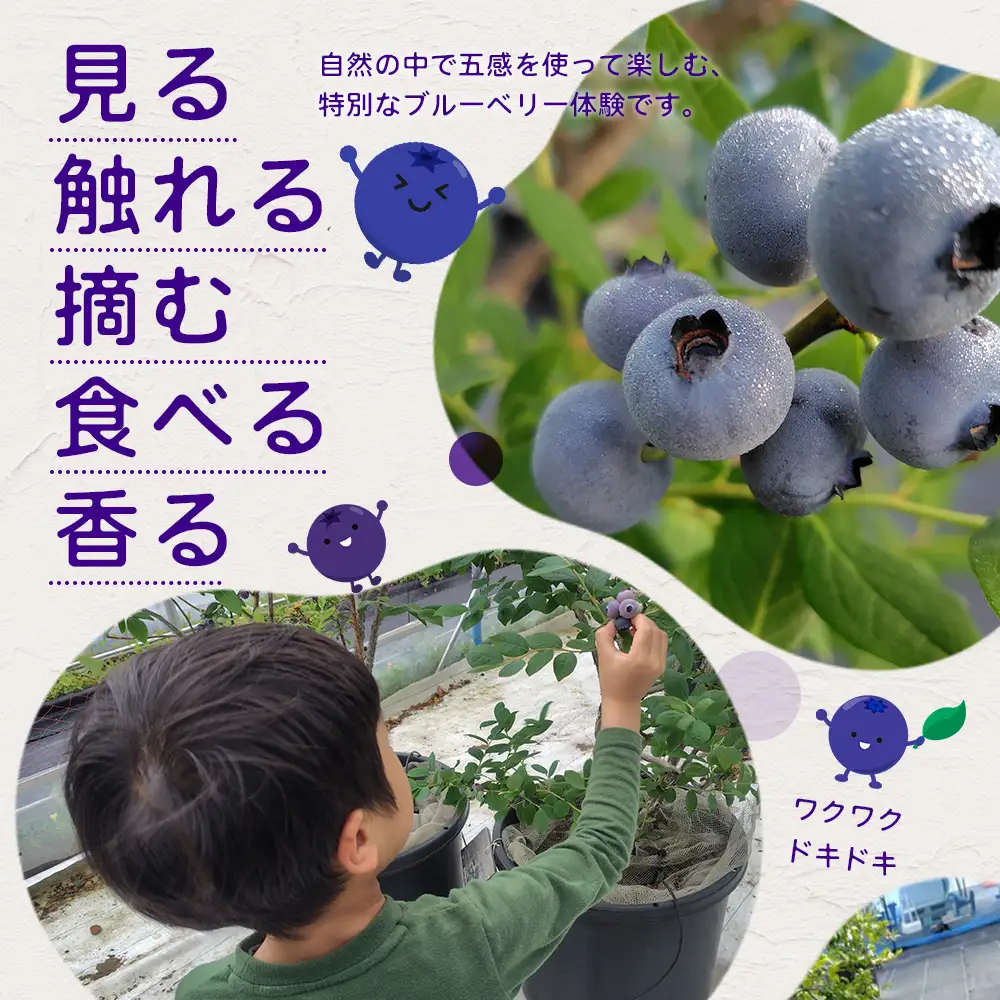 鹿児島県の南国！南大隅町の農園で、ブルーベリー摘み取り体験♪ ブルーベリー摘み取り体験チケット （60分食べ放題） ≪大人2名様分≫ BO-4｜鹿児島県 南大隅町 農園 収穫体験 果物 ブルーベリー チケット 体験 本土最南端