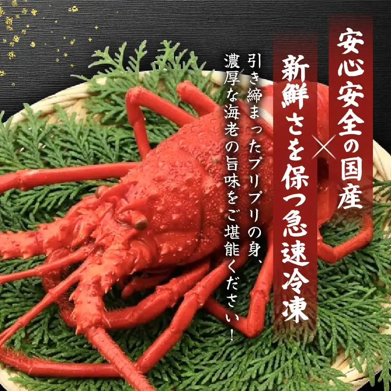 【 伊勢海老 】天然伊勢海老 1kg