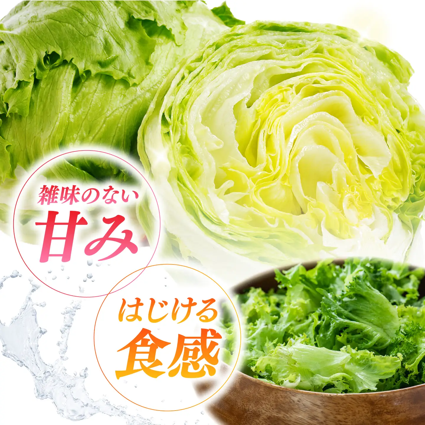 レタス 約4kg 旬レタス[SGU006]